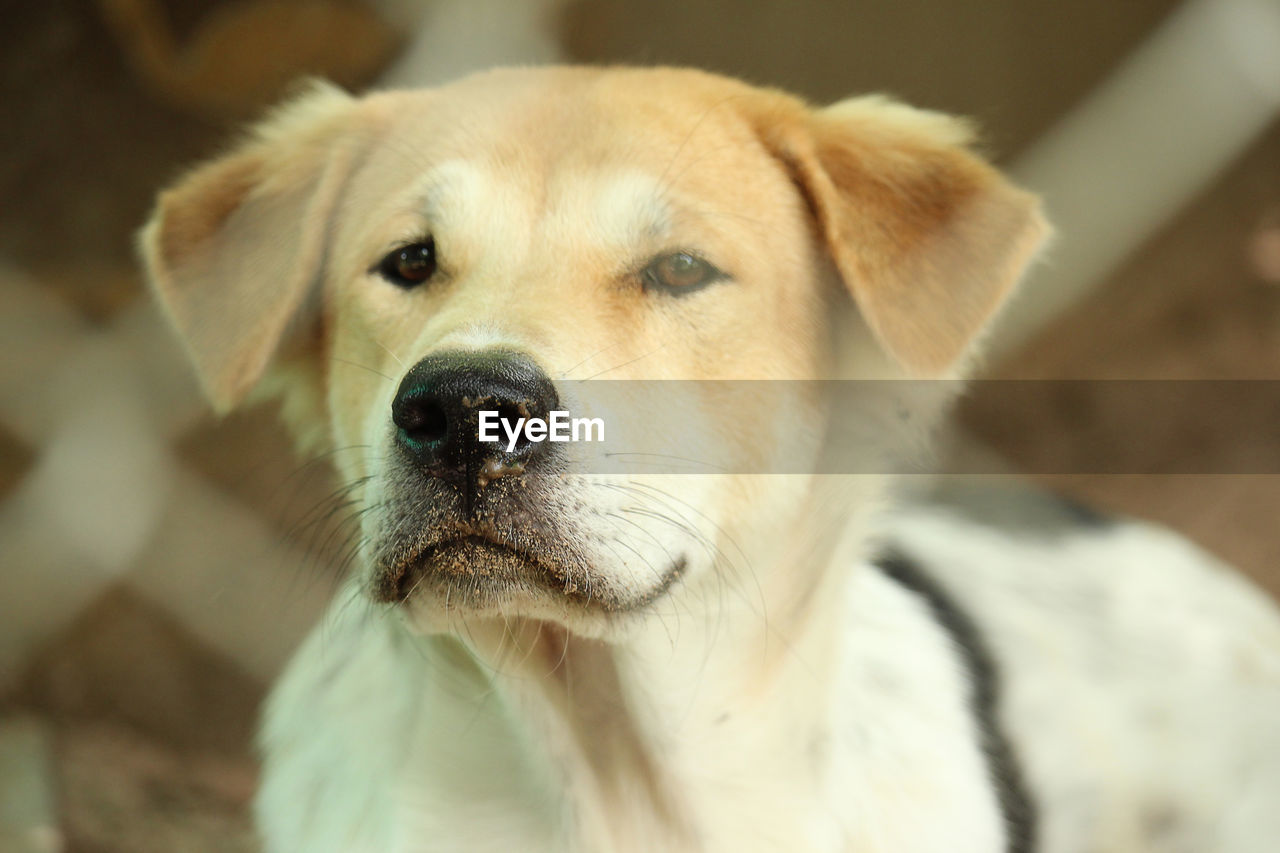 Close-up portrait of dog