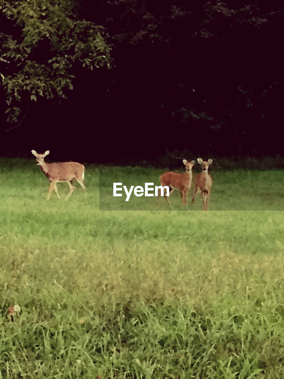 VIEW OF HORSES IN PASTURE