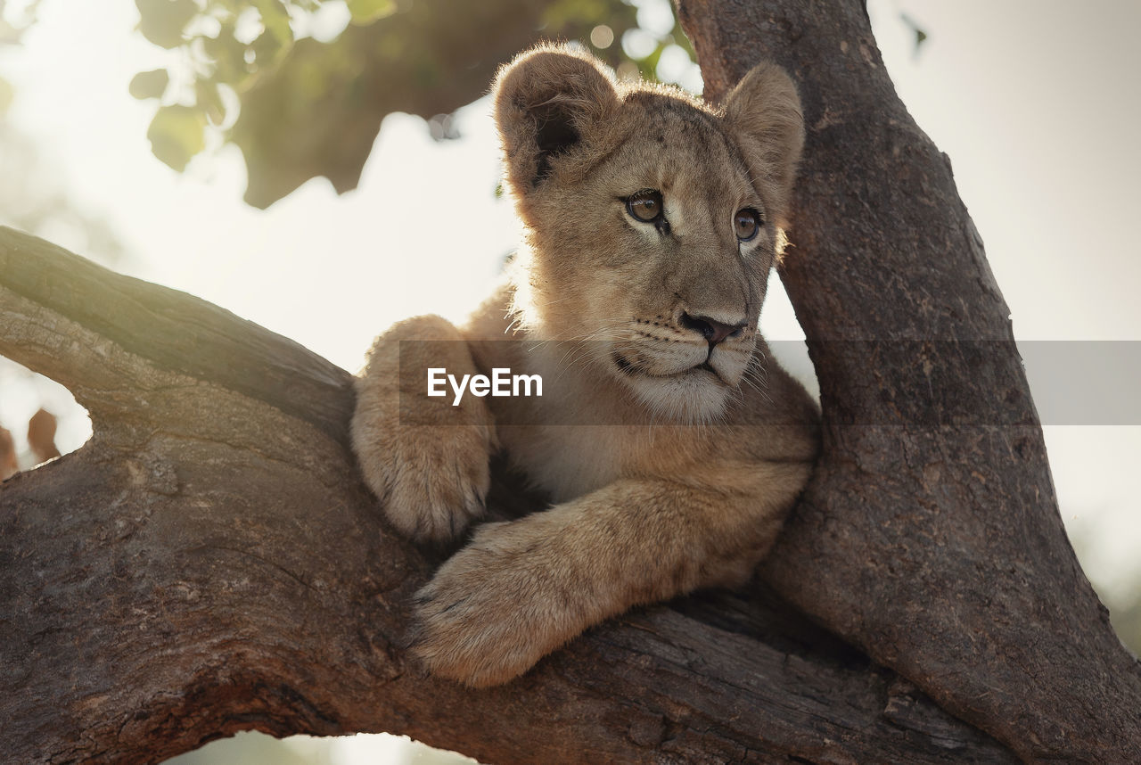 VIEW OF A RELAXED CAT ON TREE TRUNK