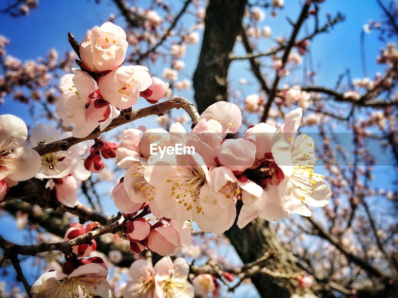 Low angle view of apple blossoms in spring