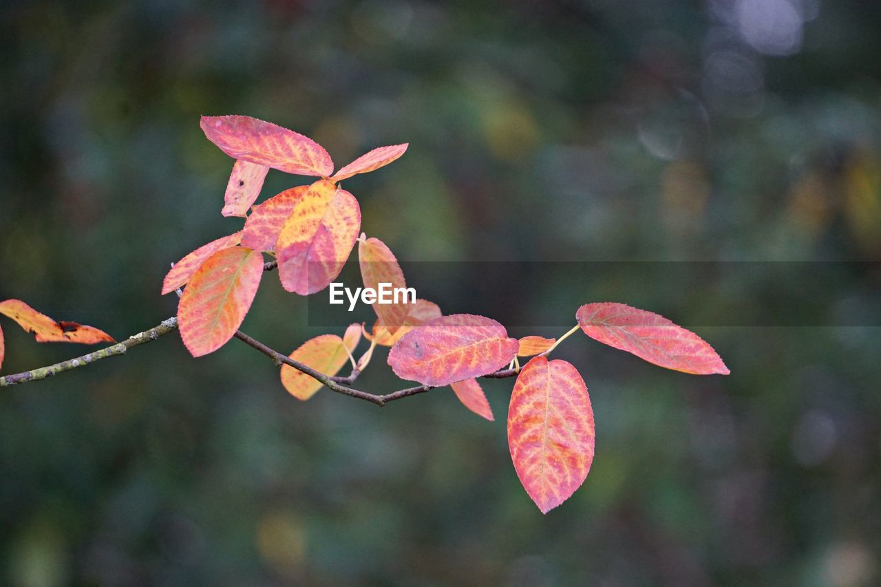 Close-up of red leaves on plant during autumn