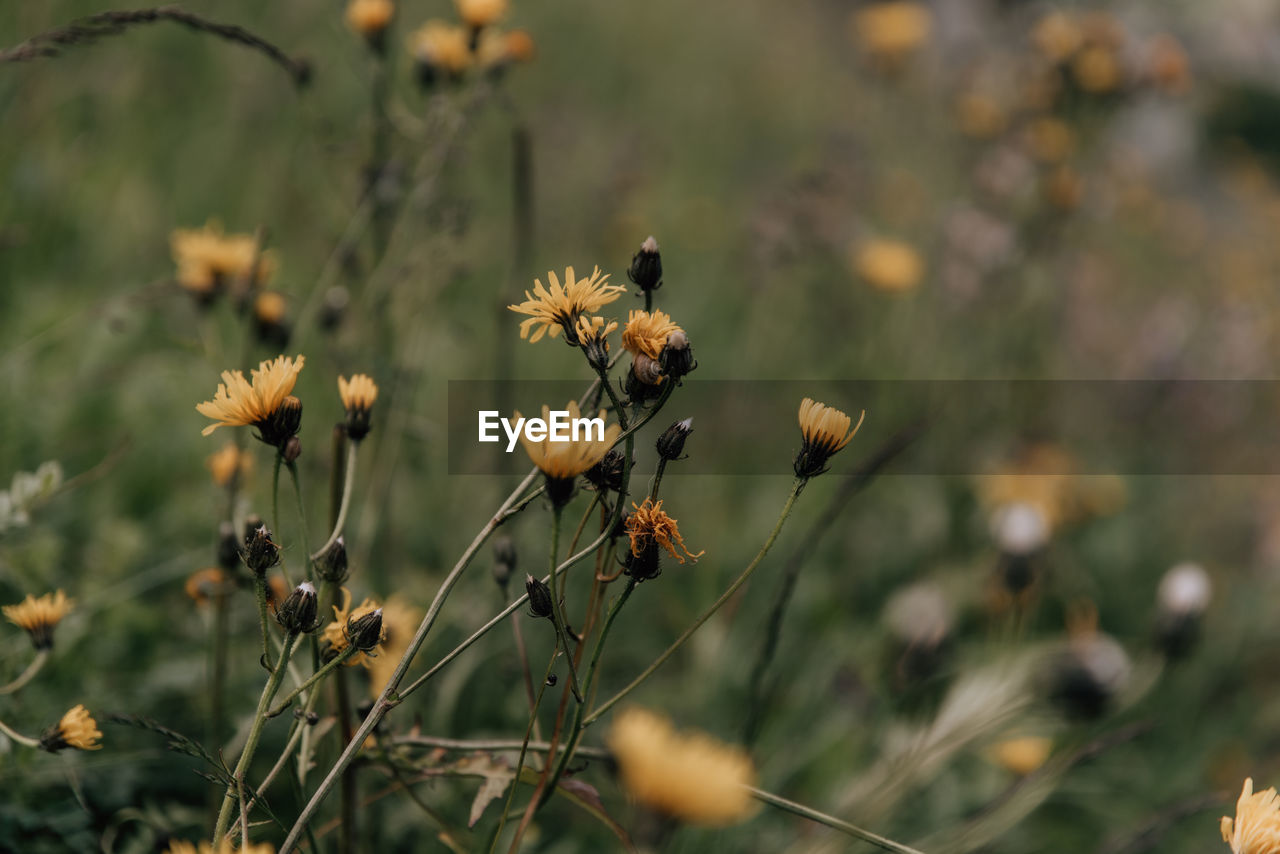Close-up of flowering plants on land