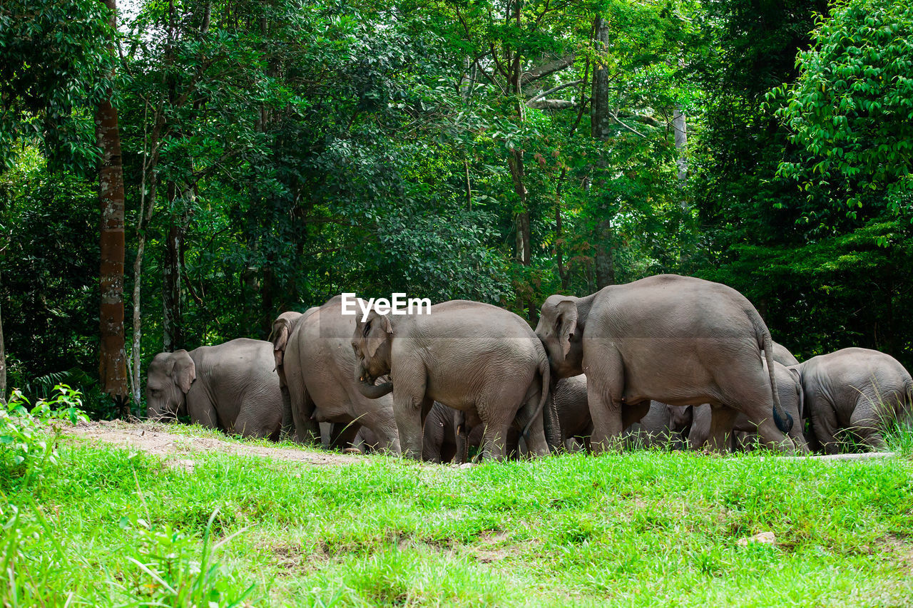 ELEPHANT IN A FOREST