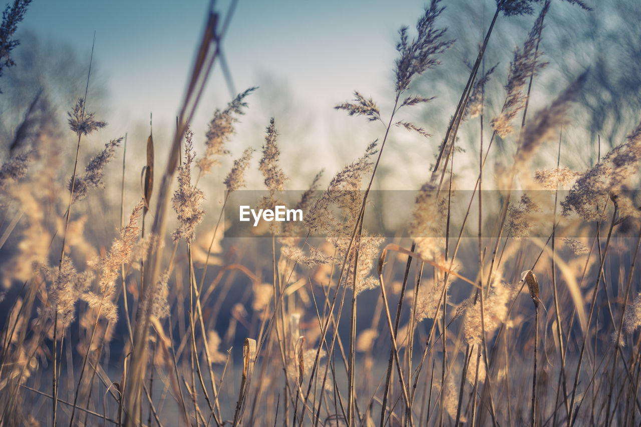 Close-up of wheat growing on field