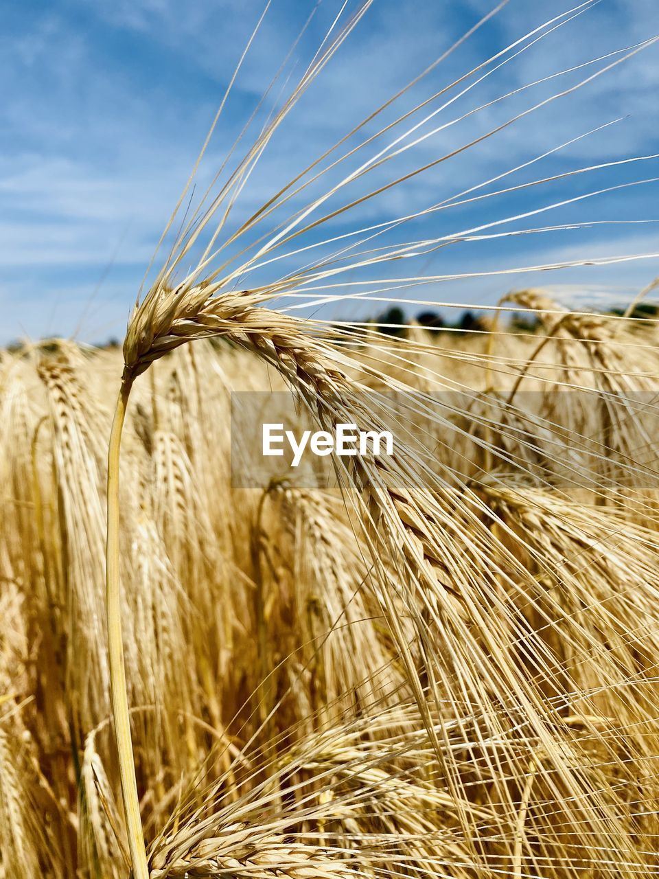 agriculture, cereal plant, crop, landscape, rural scene, food, sky, plant, field, land, nature, wheat, barley, farm, rye, food grain, growth, cloud, no people, environment, harvesting, emmer, gold, summer, beauty in nature, outdoors, triticale, day, hordeum, einkorn wheat, scenics - nature, close-up, cereal, straw, sunlight, tranquility, corn, food and drink, dry