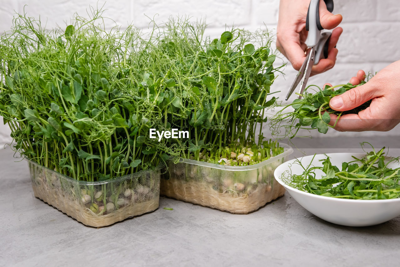 midsection of woman holding potted plant on table