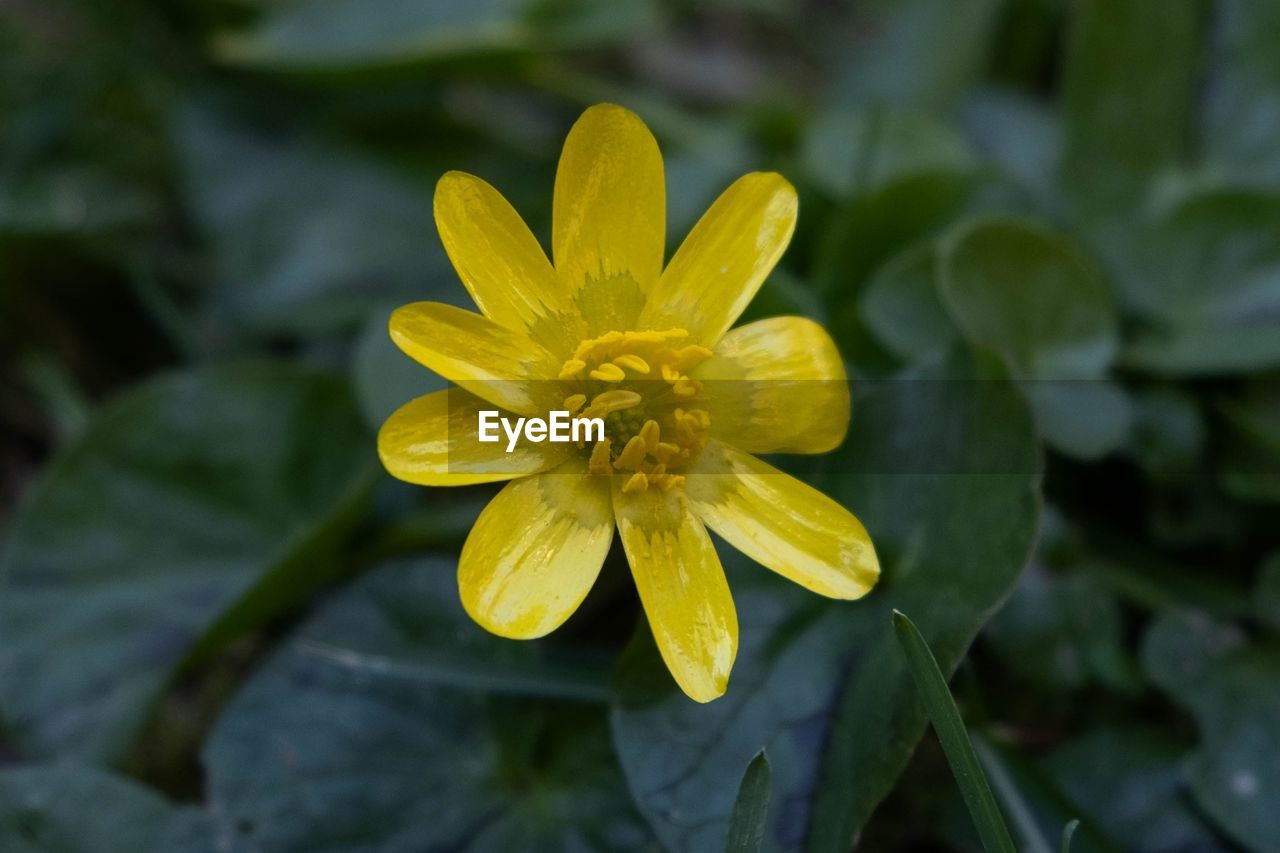 flower, flowering plant, plant, yellow, freshness, beauty in nature, close-up, nature, flower head, inflorescence, petal, growth, fragility, wildflower, leaf, macro photography, plant part, no people, botany, outdoors, blossom, medicine, focus on foreground, green, water