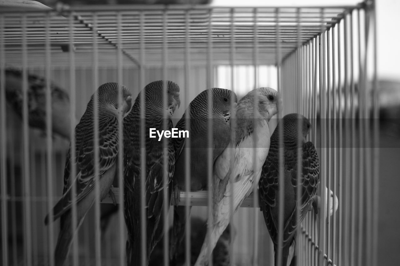 Budgerigars in cage
