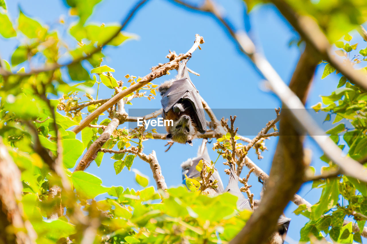 Flying fox or australian fruit bat hanging on a tree and looking at camera. day shot