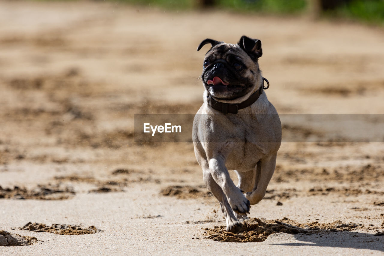 Pug dog race, not as fast as the greyhounds...