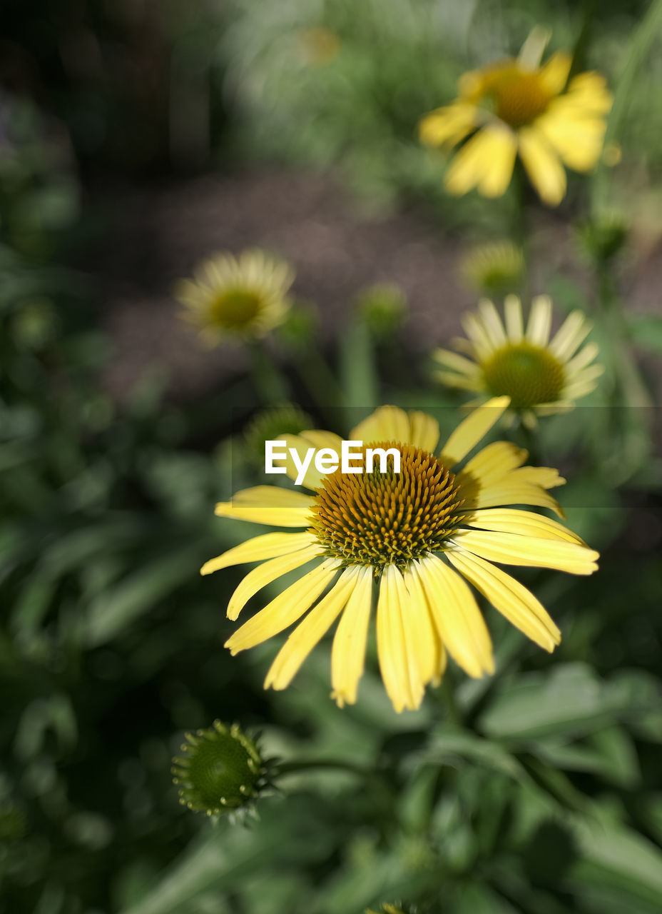 CLOSE-UP OF YELLOW FLOWERING PLANT IN PARK