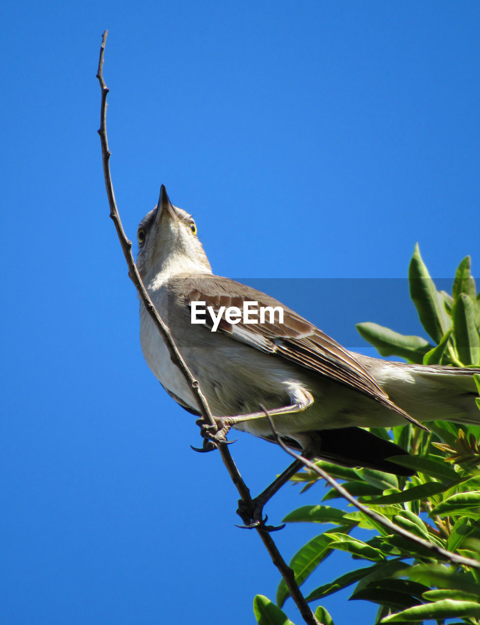 Low angle view of bird perching on branch against blue sky