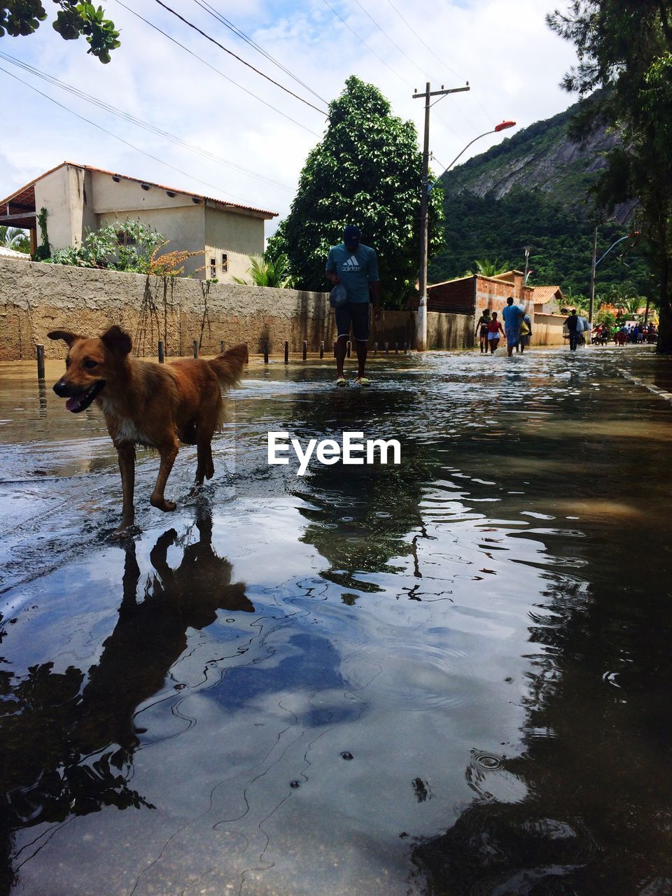 DOG STANDING IN WATER