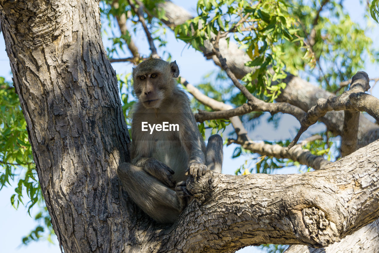 LOW ANGLE VIEW OF MONKEY ON TREE TRUNK