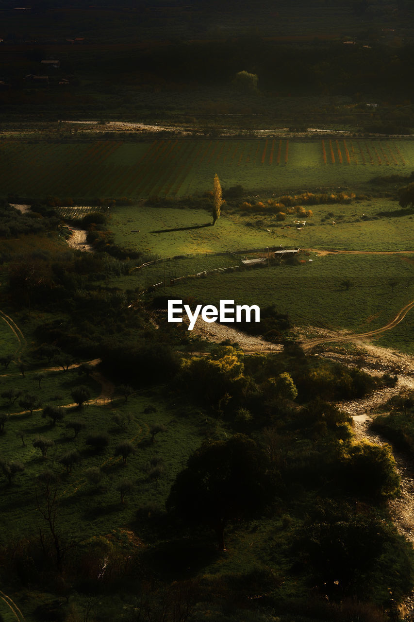 High angle view of trees on field