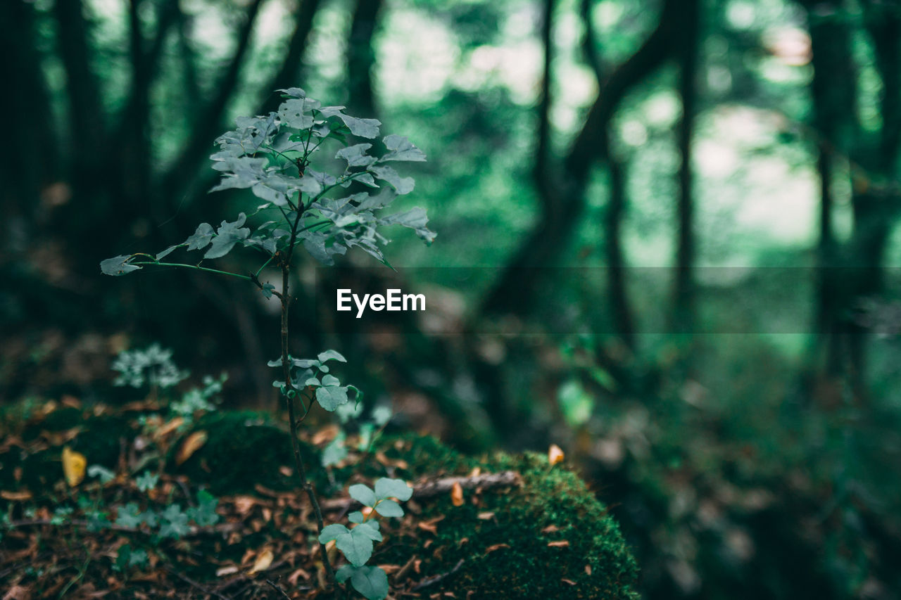 Close-up of fresh green plant in forest