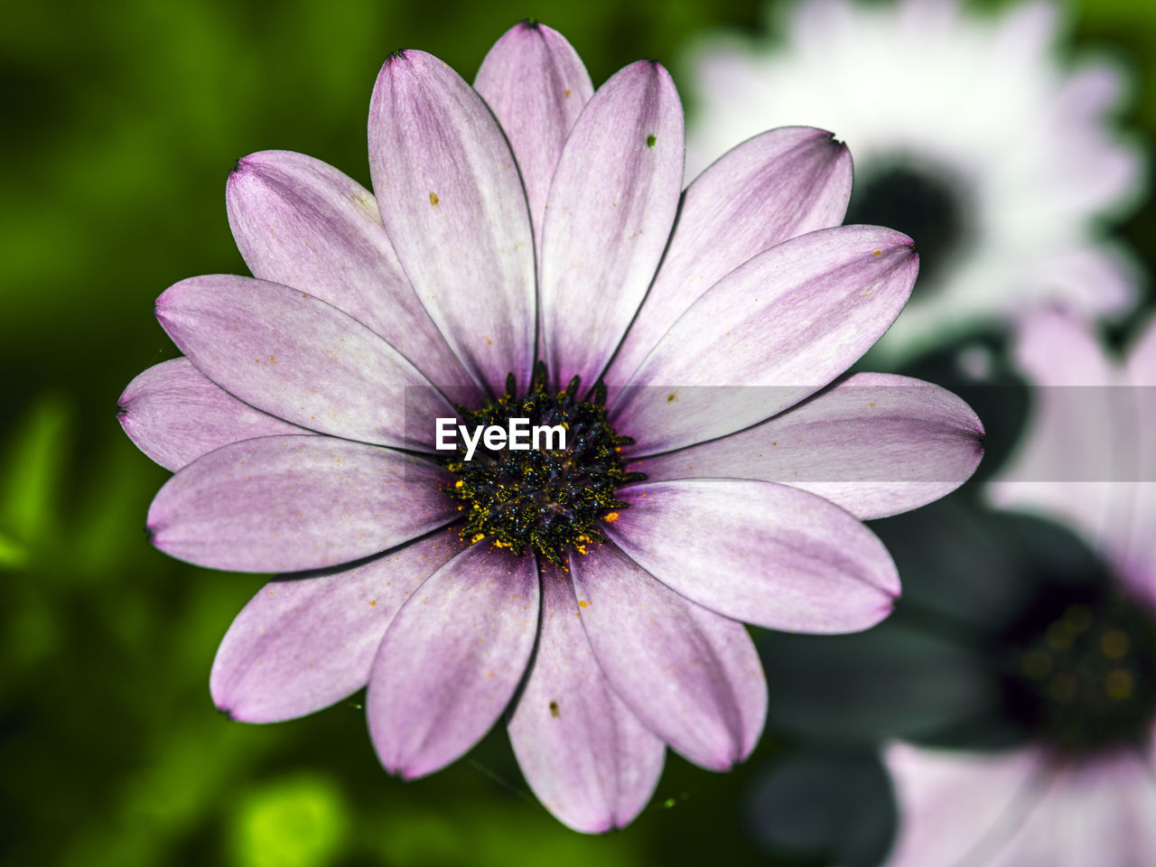 Close-up of purple flower blooming in park