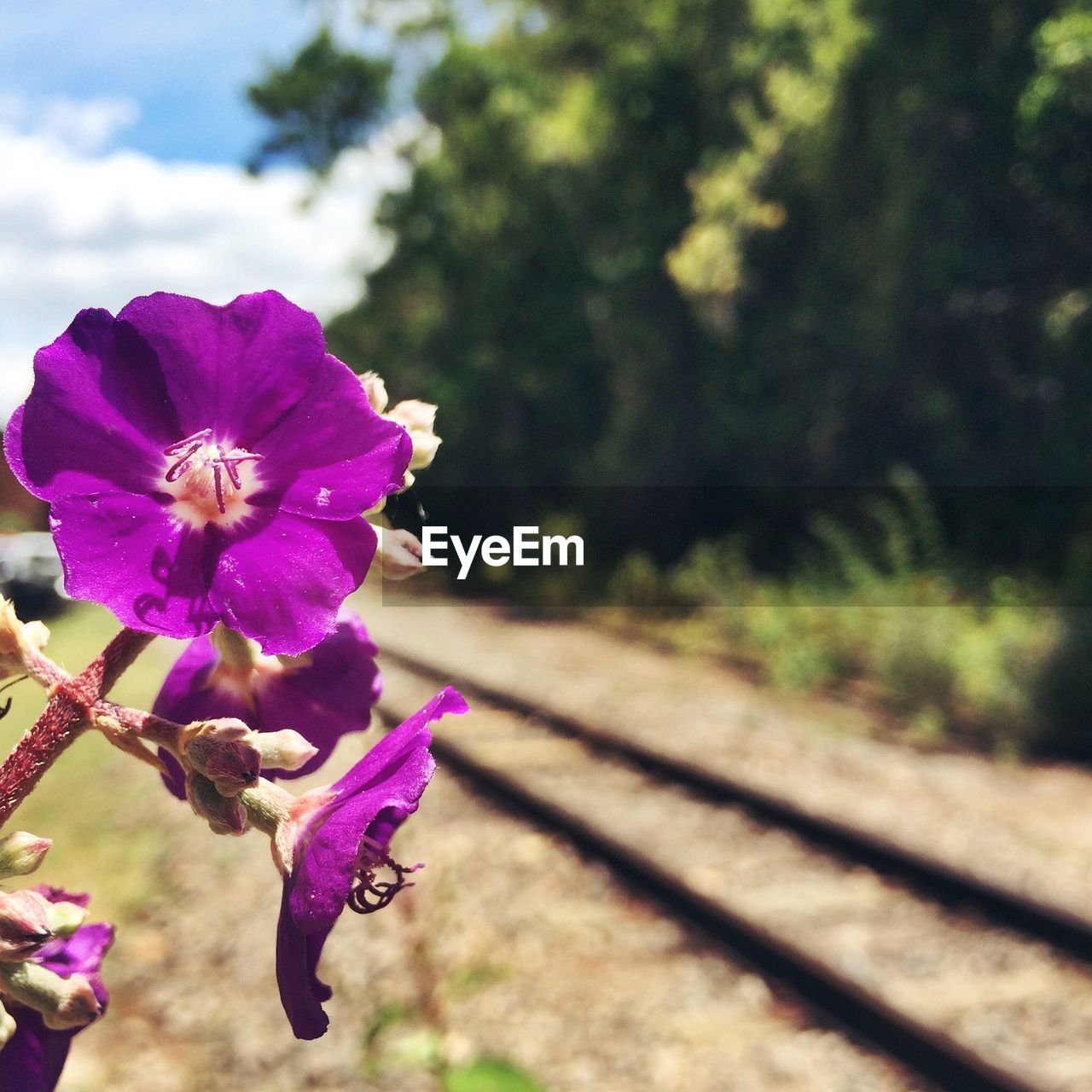 Close-up of purple flowers blooming outdoors