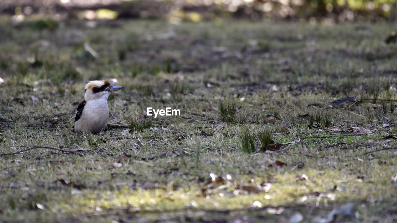 VIEW OF BIRD ON LAND