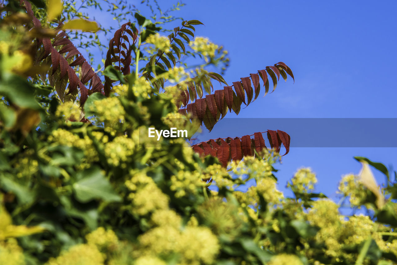 LOW ANGLE VIEW OF FLOWERS