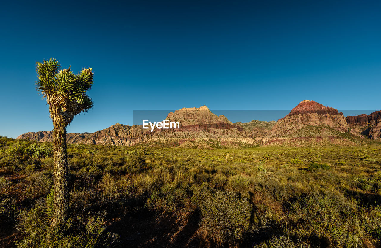 PLANTS GROWING ON LAND AGAINST CLEAR BLUE SKY