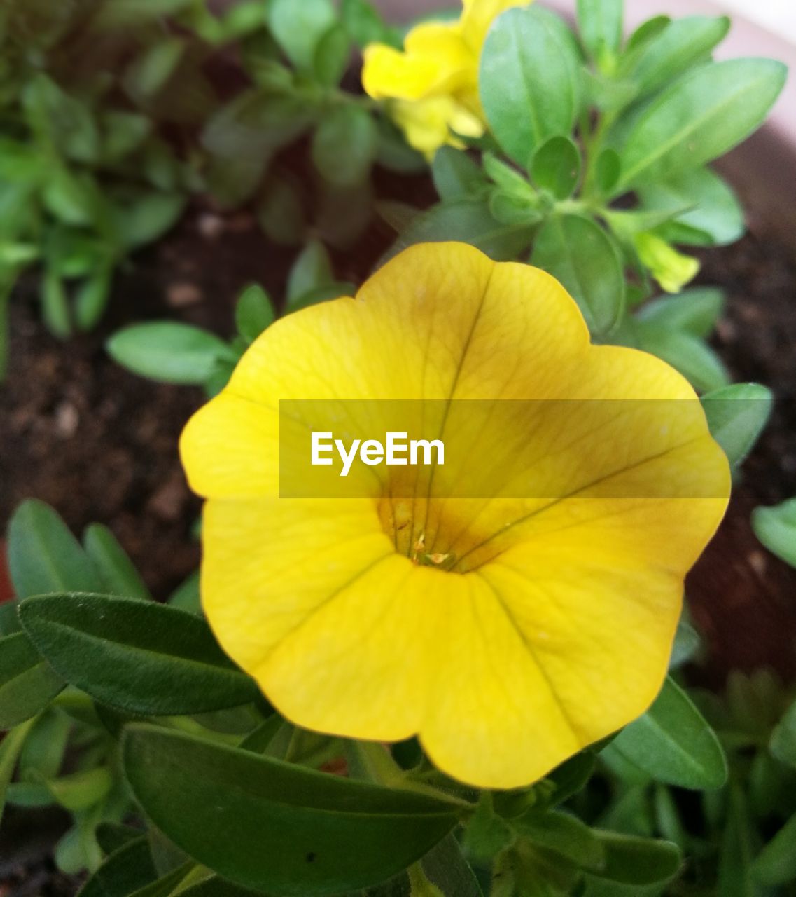 CLOSE-UP OF YELLOW FLOWERS BLOOMING OUTDOORS