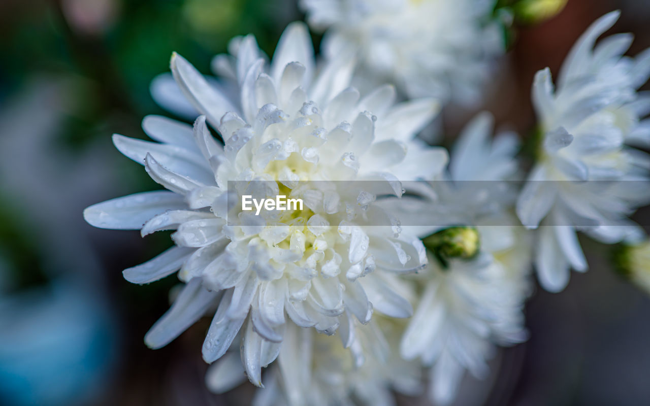 close-up of white cherry blossom