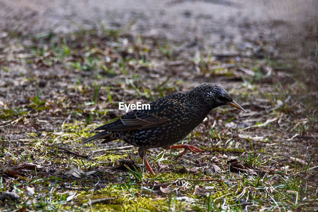 CLOSE-UP OF A BIRD