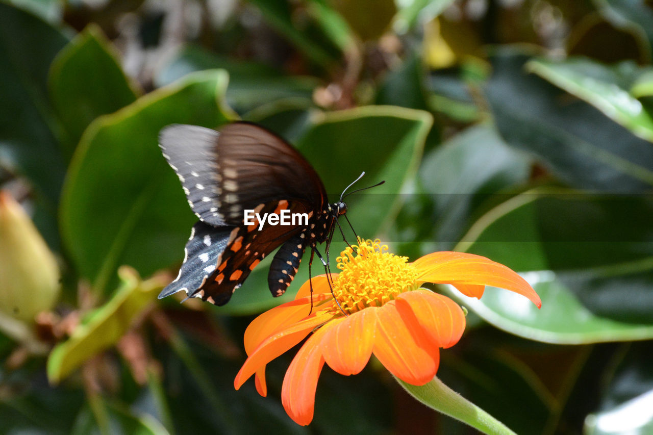 Close-up of butterfly pollinating on flower