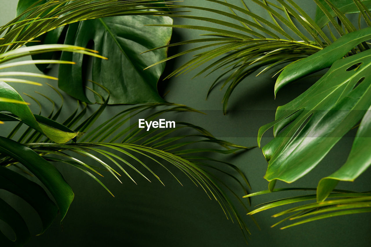 Green leaves of monstera plant growing in wild, the tropical forest plant, summer palm background
