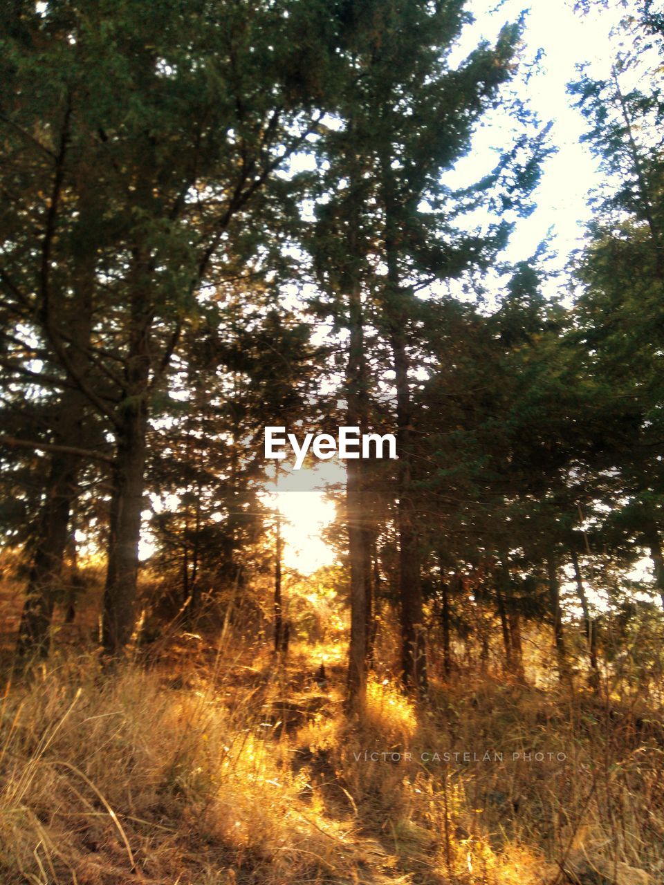 LOW ANGLE VIEW OF TREE IN FOREST