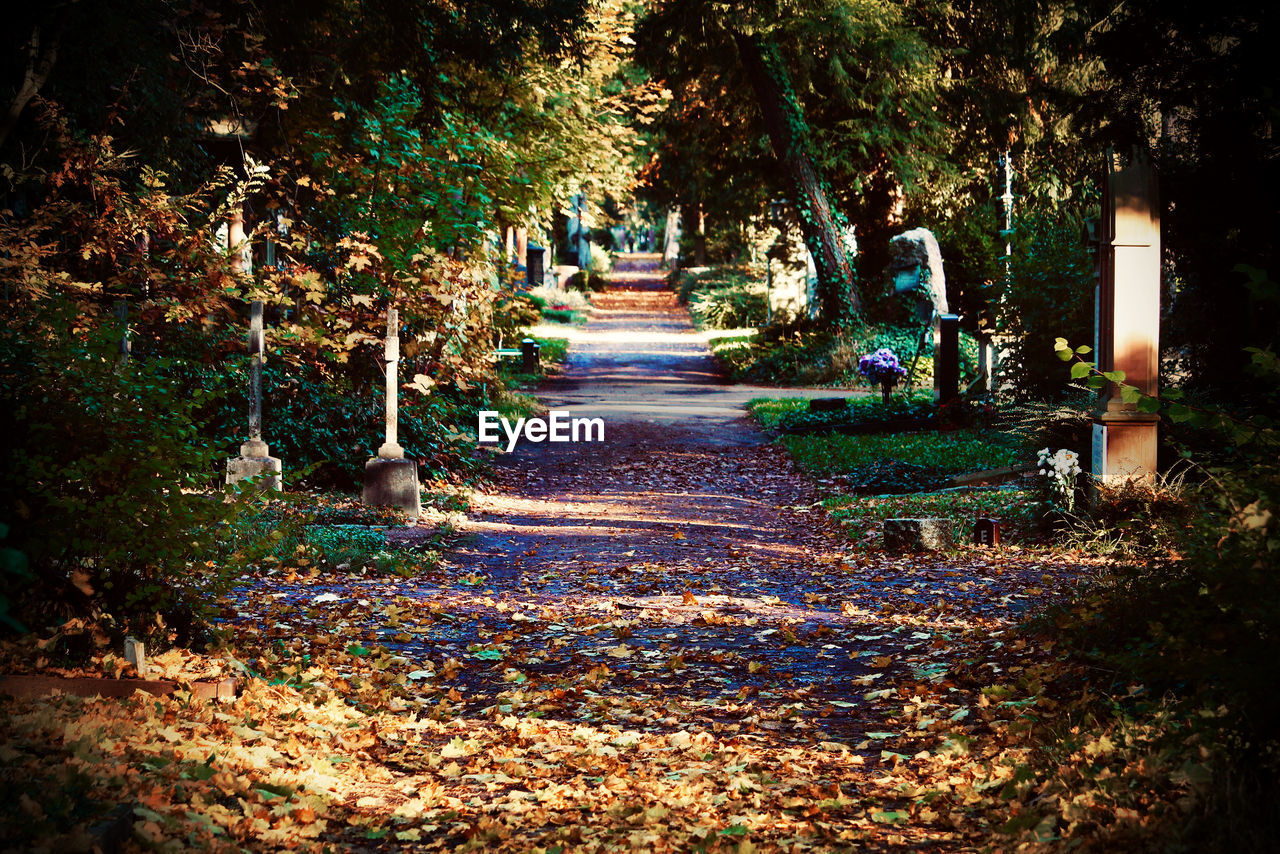 FOOTPATH AMIDST LEAVES IN PARK