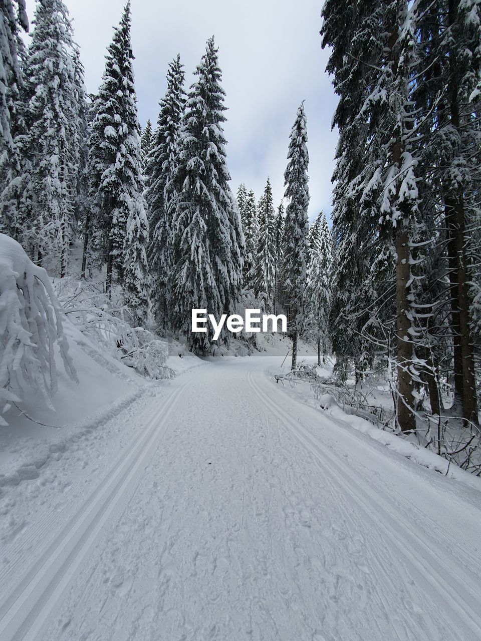 Snow covered road amidst trees against sky