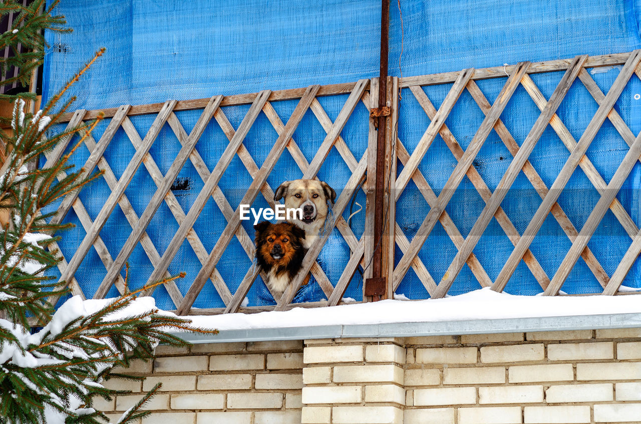 Two dogs look through hole in fence, guarding the area