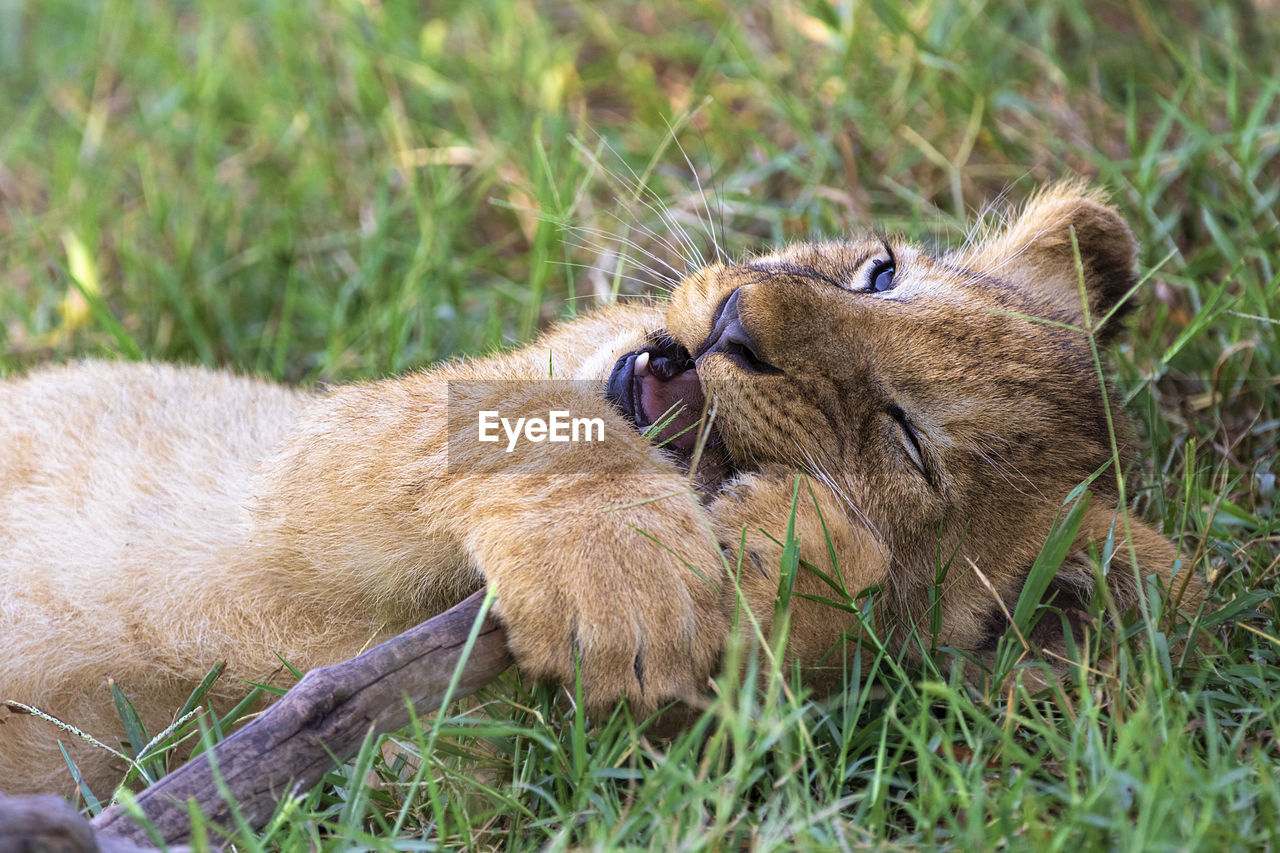 Lion cub playing 