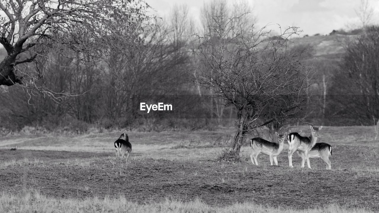 Deer by bare trees on field