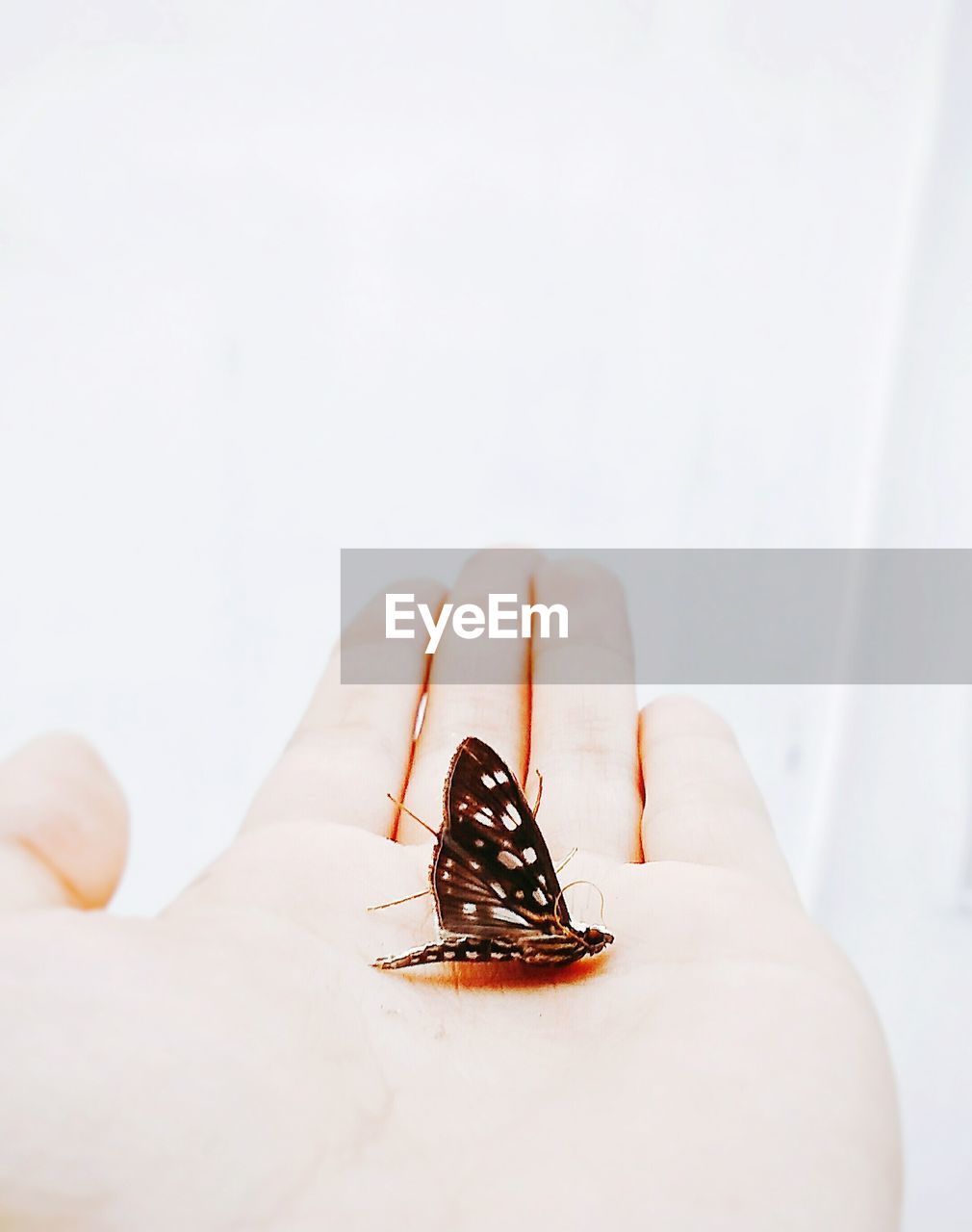 Cropped hand of person holding butterfly against wall