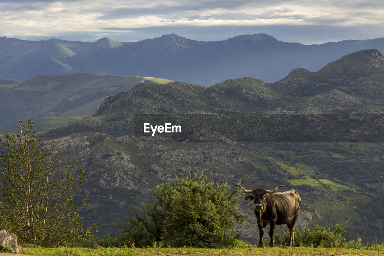 View of a cow on landscape