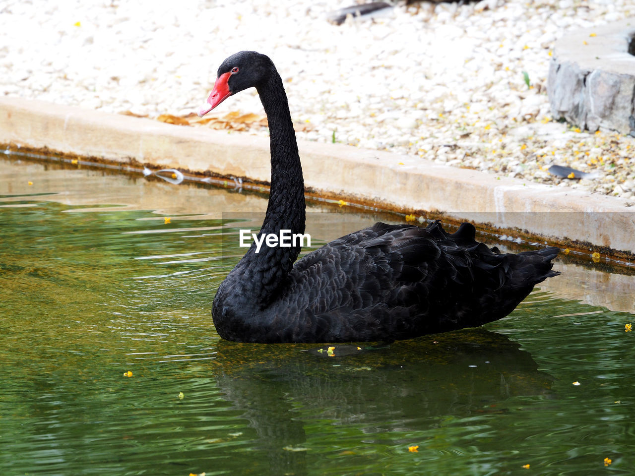 Close-up of black swan swimming on lake