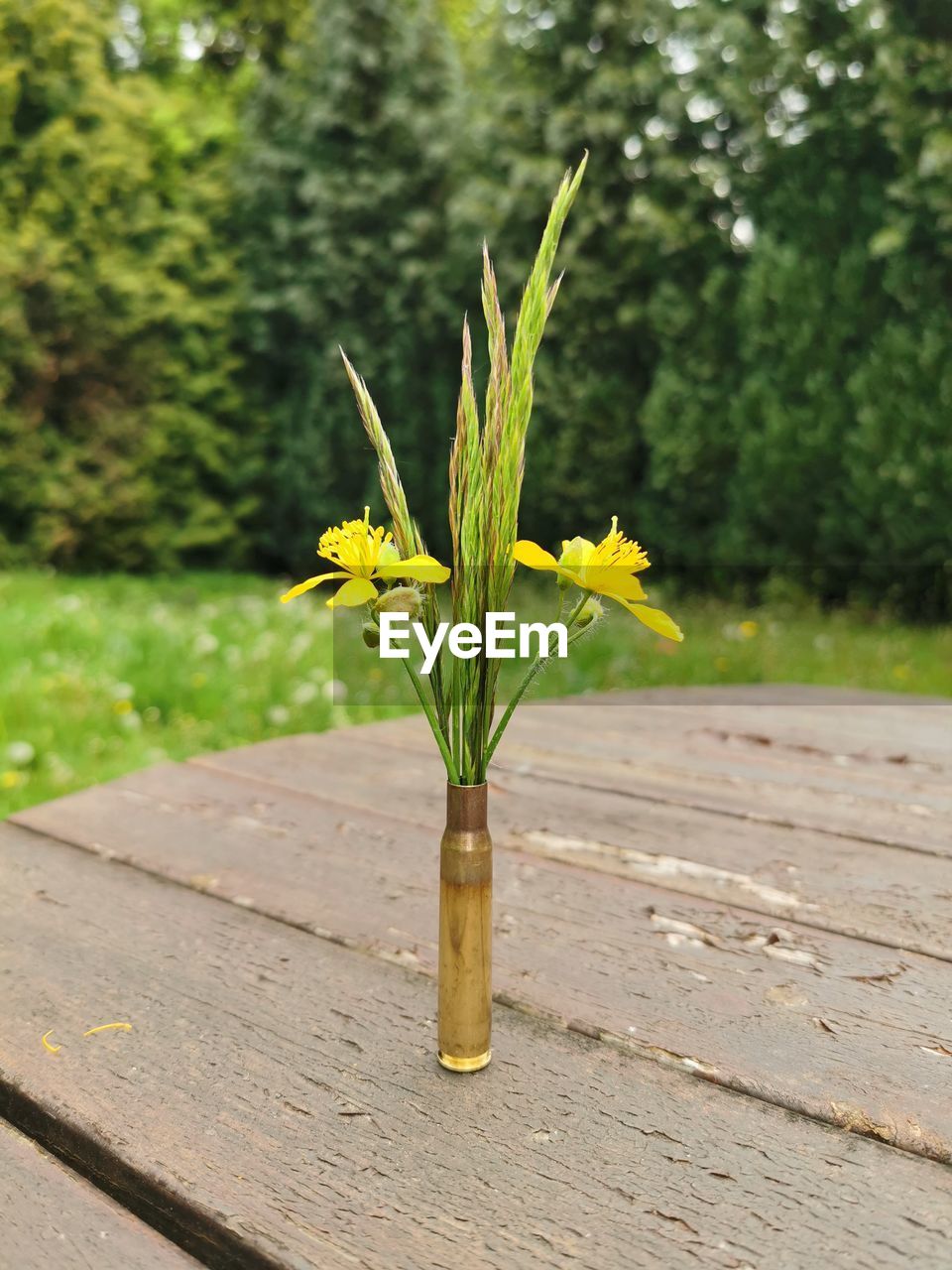 CLOSE-UP OF YELLOW FLOWERING PLANT ON TABLE