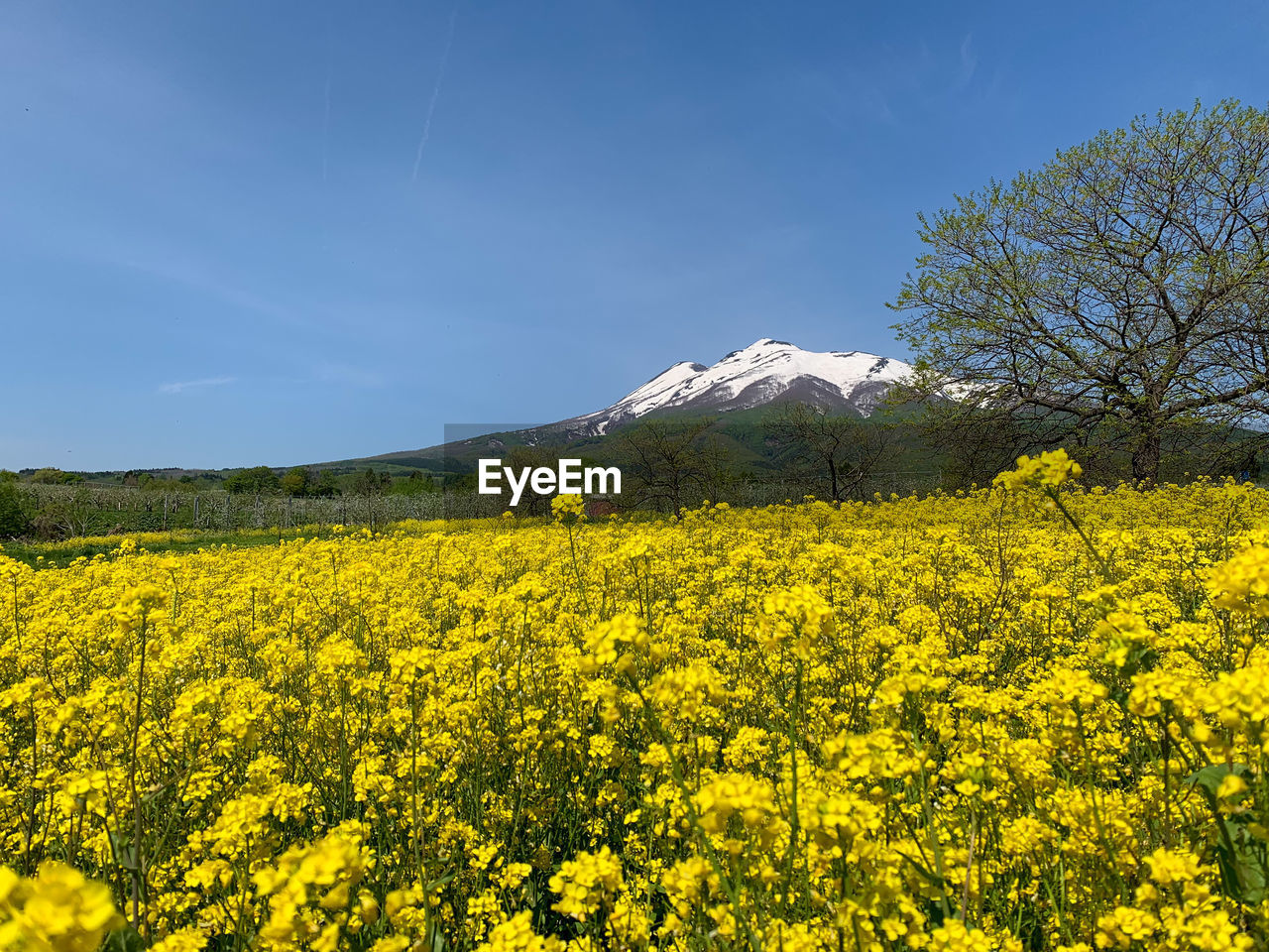 Scenic view of oilseed rape field against sky