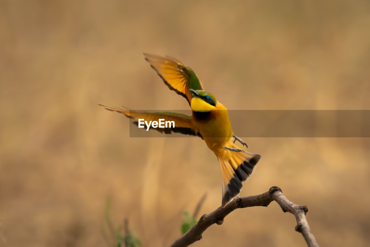 close-up of bird perching on tree