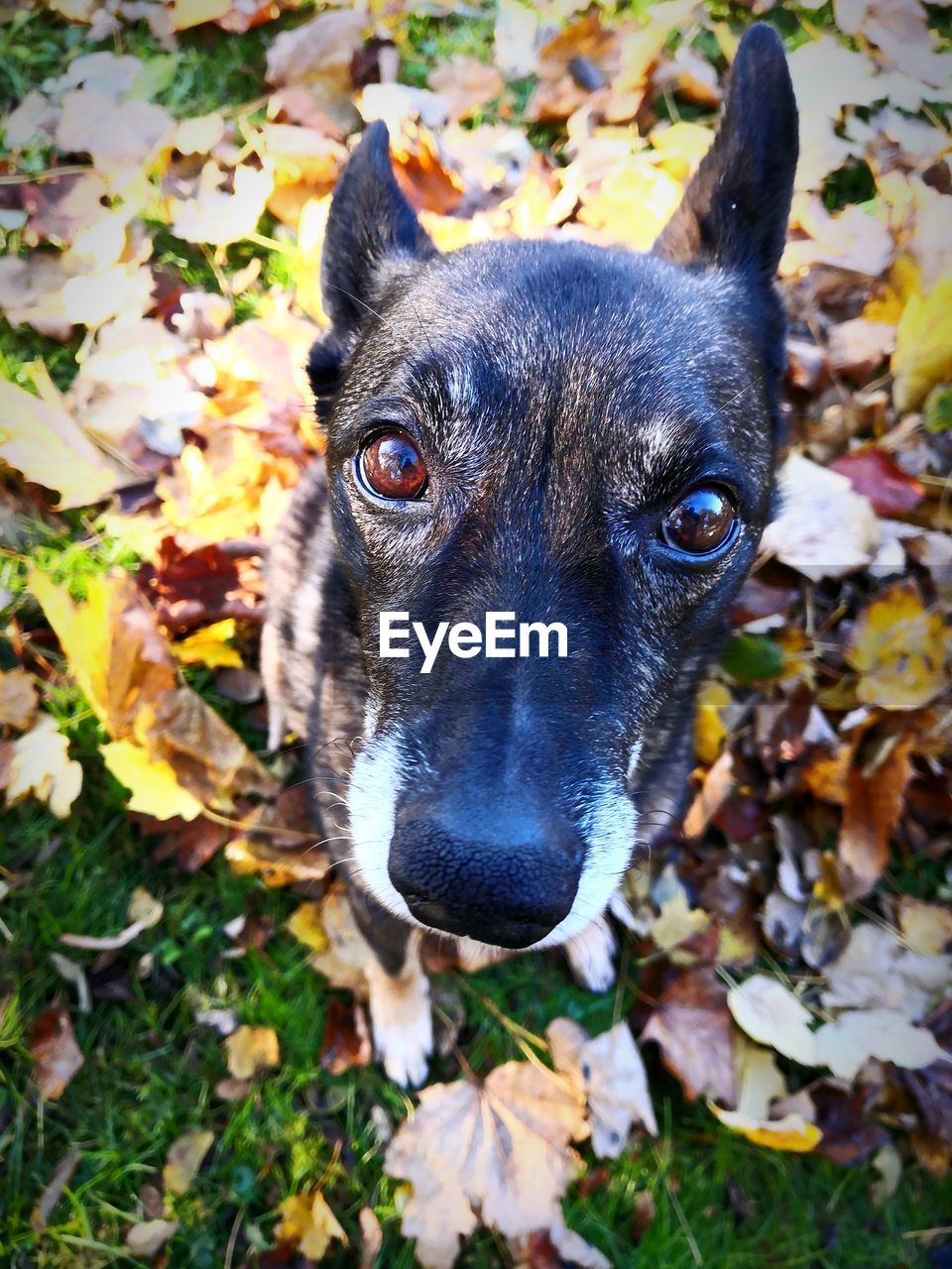 HIGH ANGLE VIEW OF DOG ON LEAVES