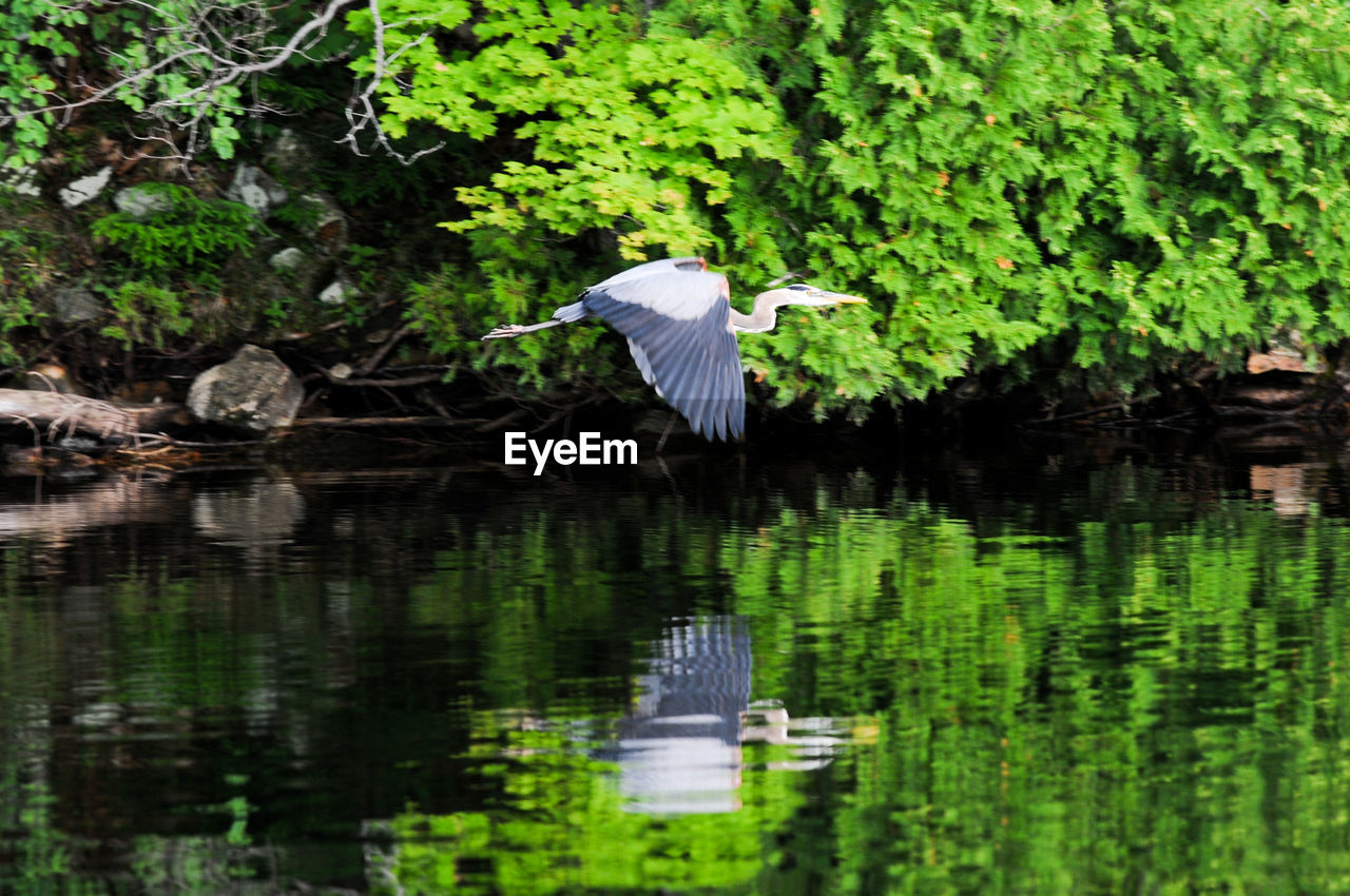 BIRD FLYING OVER LAKE WITH PLANTS IN FOREGROUND