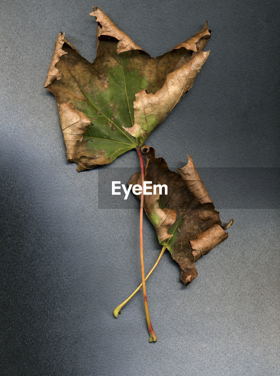 HIGH ANGLE VIEW OF DRY LEAF ON TABLE