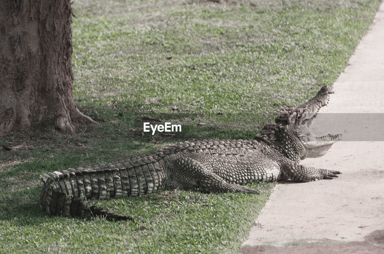 The relax of mugger crocodile. huge alligator.