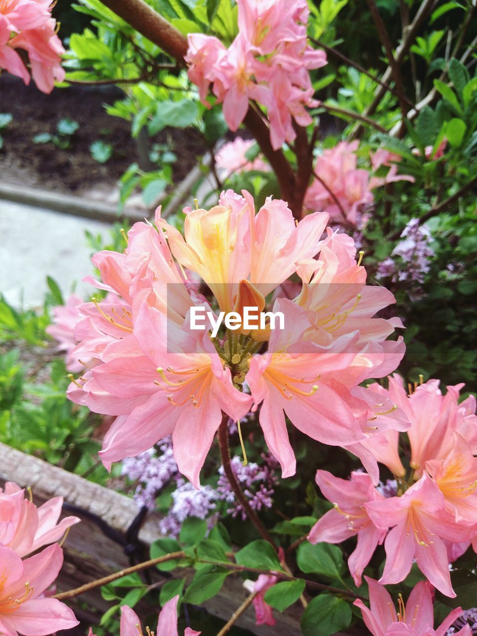 CLOSE-UP OF PINK FLOWERS