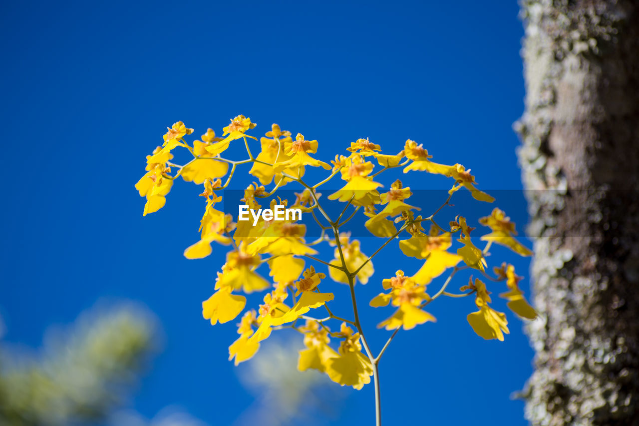 LOW ANGLE VIEW OF YELLOW FLOWERING PLANT AGAINST BLUE SKY