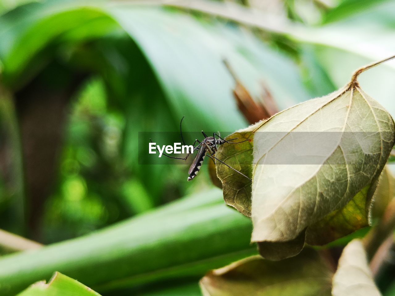 CLOSE-UP OF BUTTERFLY ON PLANT