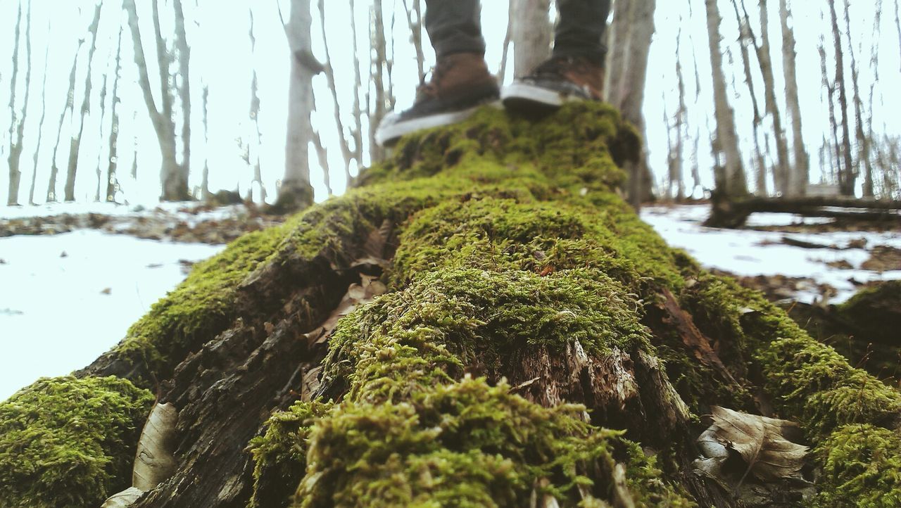 Close-up of moss on roots against blurred trees